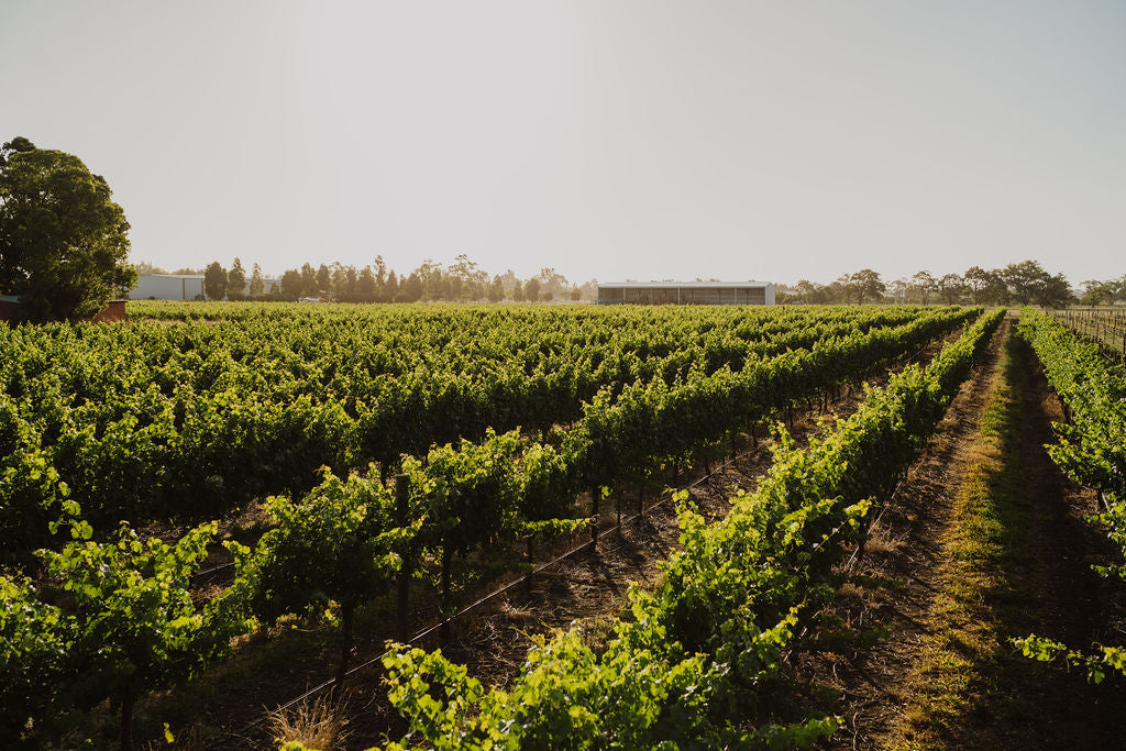 2024 Vineyard update with Stuart Pierce